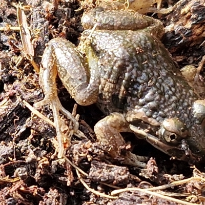 Limnodynastes tasmaniensis (Spotted Grass Frog) at Wollogorang, NSW - Yesterday by trevorpreston
