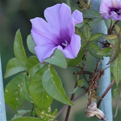 Unverified Climber or Mistletoe at Taree, NSW - 28 Jun 2025 by ConBoekel