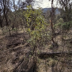 Olearia lirata at Hackett, ACT - Yesterday by HappyWanderer
