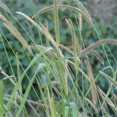 Unverified Grass at Taree, NSW - 28 Jun 2025 by ConBoekel