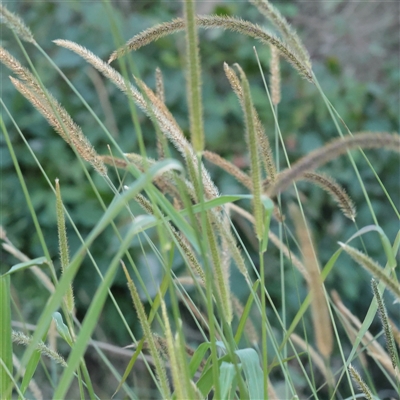 Unverified Grass at Taree, NSW - 28 Jun 2025 by ConBoekel