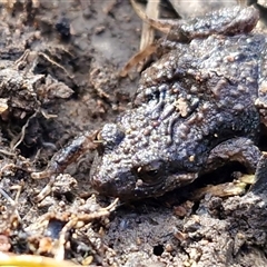 Crinia parinsignifera (Plains Froglet) at Wollogorang, NSW - Yesterday by trevorpreston