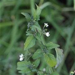 Unverified Other Wildflower or Herb at Taree, NSW - 28 Jun 2025 by ConBoekel