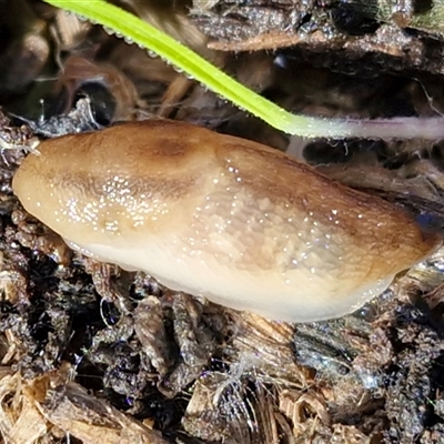 Ambigolimax sp. (valentius and waterstoni) (Striped Field Slug) at Wollogorang, NSW - Today by trevorpreston