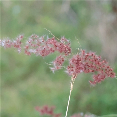 Unverified Grass at Taree, NSW - 28 Jun 2025 by ConBoekel