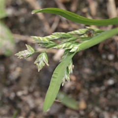 Unverified Grass at Tucabia, NSW - 29 Jun 2025 by ConBoekel