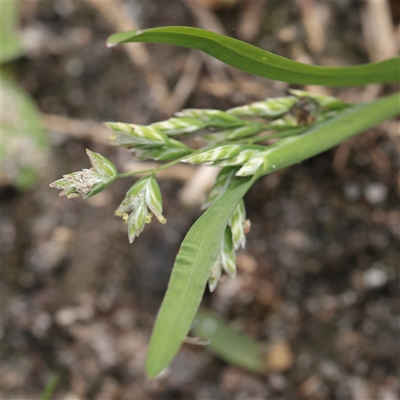 Unverified Grass at Tucabia, NSW - 29 Jun 2025 by ConBoekel
