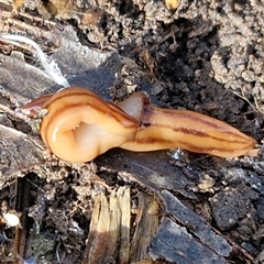 Anzoplana trilineata (A Flatworm) at Wollogorang, NSW - Yesterday by trevorpreston