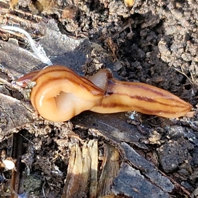 Anzoplana trilineata (A Flatworm) at Wollogorang, NSW - Yesterday by trevorpreston