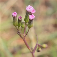 Unverified Daisy at Tucabia, NSW - 29 Jun 2025 by ConBoekel