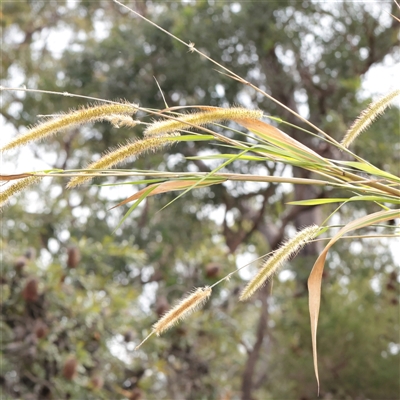 Unverified Grass at Tucabia, NSW - 29 Jun 2025 by ConBoekel