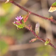 Unverified Other Wildflower or Herb at Tucabia, NSW - 29 Jun 2025 by ConBoekel