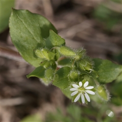 Stellaria media (Common Chickweed) at Tucabia, NSW - 29 Jun 2025 by ConBoekel