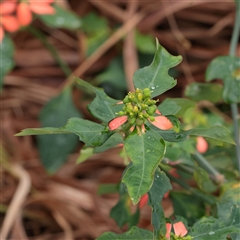 Unverified Other Wildflower or Herb at Mermaid Beach, QLD - 30 Jun 2025 by ConBoekel