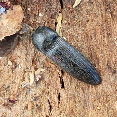 Unverified Click beetle (Elateridae) at Wollogorang, NSW - Today by trevorpreston