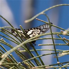 Unverified Butterfly (Lepidoptera, Rhopalocera) at Noosa Heads, QLD - 1 Jul 2025 by ConBoekel