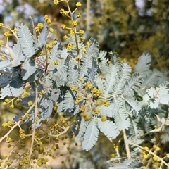 Acacia baileyana (Cootamundra Wattle, Golden Mimosa) at Wollogorang, NSW - Today by trevorpreston