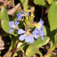 Unverified Other Wildflower or Herb at Noosa Heads, QLD - 1 Jul 2025 by ConBoekel