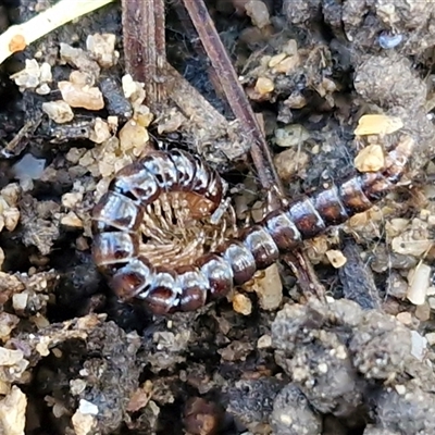 Unverified Millipede (Diplopoda) at Wollogorang, NSW - Yesterday by trevorpreston