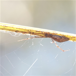Unverified Spider at Noosa Heads, QLD - 1 Jul 2025 by ConBoekel
