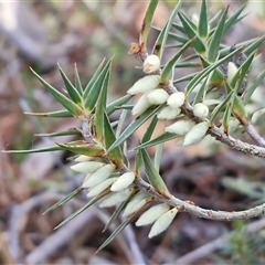 Melichrus urceolatus (Urn Heath) at Wollogorang, NSW - Yesterday by trevorpreston