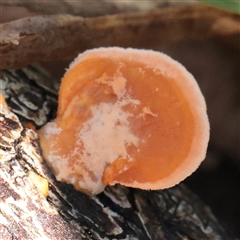 Unverified Pored or somewhat maze-like on underside [bracket polypores] at Noosa Heads, QLD - 1 Jul 2025 by ConBoekel