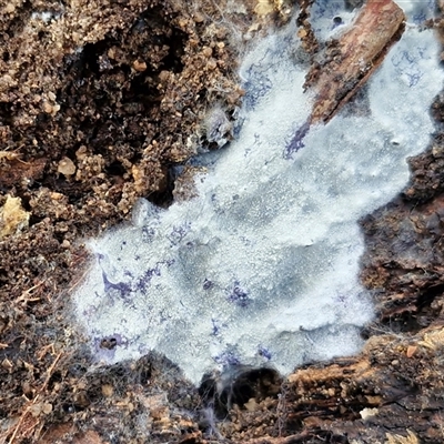 Unverified Other non-black fungi  at Wollogorang, NSW - Yesterday by trevorpreston