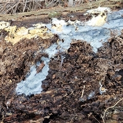 Corticioid fungi at Wollogorang, NSW - 18 Jul 2025 01:33 PM