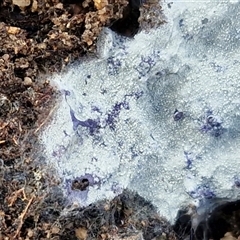 Corticioid fungi at Wollogorang, NSW - 18 Jul 2025 01:33 PM