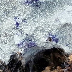 Corticioid fungi at Wollogorang, NSW - 18 Jul 2025 01:33 PM