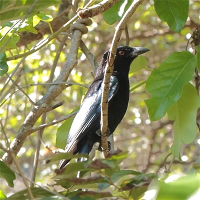 Dicrurus bracteatus (Spangled Drongo) at Noosa Heads, QLD - 1 Jul 2025 by ConBoekel