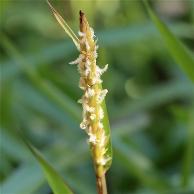 Unverified Grass at Noosa Heads, QLD - 1 Jul 2025 by ConBoekel