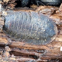 Laxta sp. (genus) (Bark cockroach) at Wollogorang, NSW - Today by trevorpreston