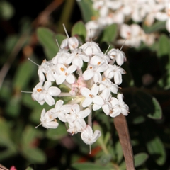 Unverified Other Wildflower or Herb at Noosa Heads, QLD - 1 Jul 2025 by ConBoekel