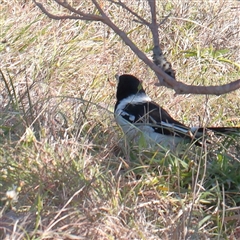 Cracticus nigrogularis (Pied Butcherbird) at Noosa Heads, QLD - 1 Jul 2025 by ConBoekel