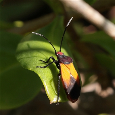 Unverified Shield, Stink or Jewel Bug (Pentatomoidea) at Noosa Heads, QLD - 1 Jul 2025 by ConBoekel