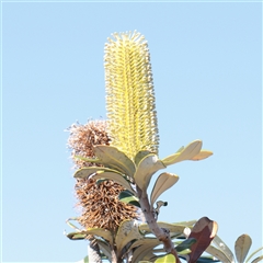Unverified Other Shrub at Noosa Heads, QLD - 1 Jul 2025 by ConBoekel