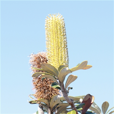 Unverified Other Shrub at Noosa Heads, QLD - 1 Jul 2025 by ConBoekel