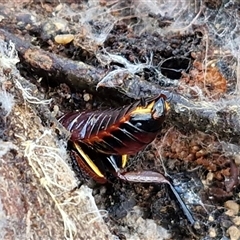 Platyzosteria similis (Red-legged litter runner) at Wollogorang, NSW - Today by trevorpreston
