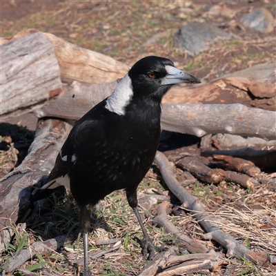 Gymnorhina tibicen (Australian Magpie) at Noosa Heads, QLD - 1 Jul 2025 by ConBoekel