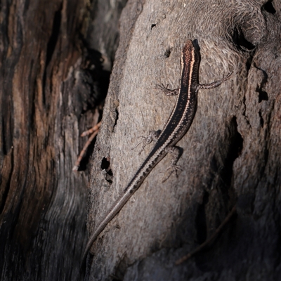 Cryptoblepharus pulcher (Fence Skink) at Noosa Heads, QLD - 1 Jul 2025 by ConBoekel