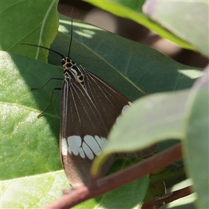 Nyctemera baulus at Noosa Heads, QLD - 1 Jul 2025 12:25 PM