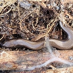 Hemiergis talbingoensis (Eastern Three-toed Earless Skink) at Wollogorang, NSW - Yesterday by trevorpreston