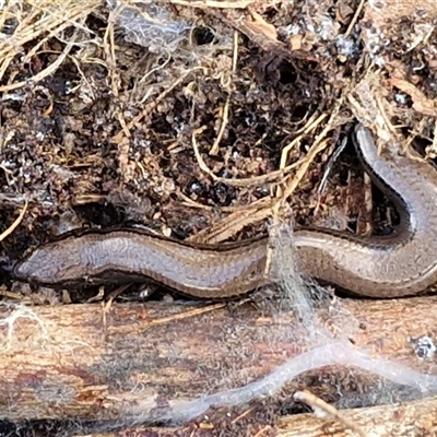 Hemiergis talbingoensis (Eastern Three-toed Earless Skink) at Wollogorang, NSW - Yesterday by trevorpreston