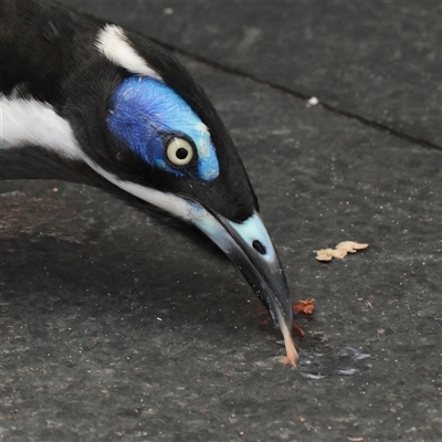 Entomyzon cyanotis (Blue-faced Honeyeater) at Noosa Heads, QLD - 1 Jul 2025 by ConBoekel