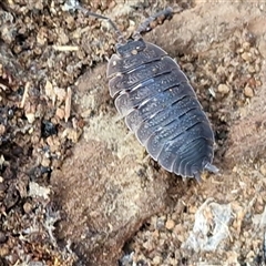 Porcellio scaber at Wollogorang, NSW - Yesterday by trevorpreston
