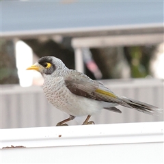 Manorina melanocephala (Noisy Miner) at Noosa Heads, QLD - 1 Jul 2025 by ConBoekel