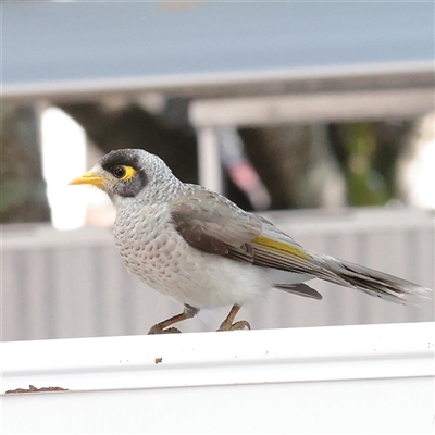 Manorina melanocephala (Noisy Miner) at Noosa Heads, QLD - 1 Jul 2025 by ConBoekel