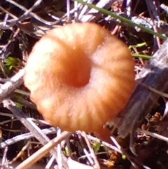 Omphalina s.l. at Cooma, NSW - Yesterday by mahargiani