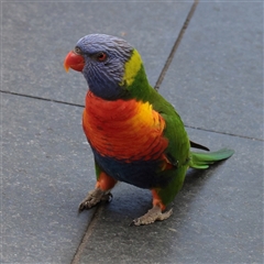Trichoglossus moluccanus (Rainbow Lorikeet) at Noosa Heads, QLD - 1 Jul 2025 by ConBoekel